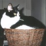 Basket Kitty