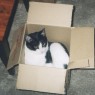Box Cat