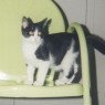 Chair  Kitten