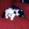 Napping Max Kitten