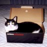 Shoebox Kitty